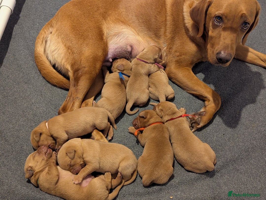 Labrador Retriever dogs for sale: Fox Red Working Labrador Retriever Puppies - Advert 18