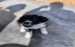 Border Collie dogs for sale: Beautiful working/Pet Collie pups - Image 9