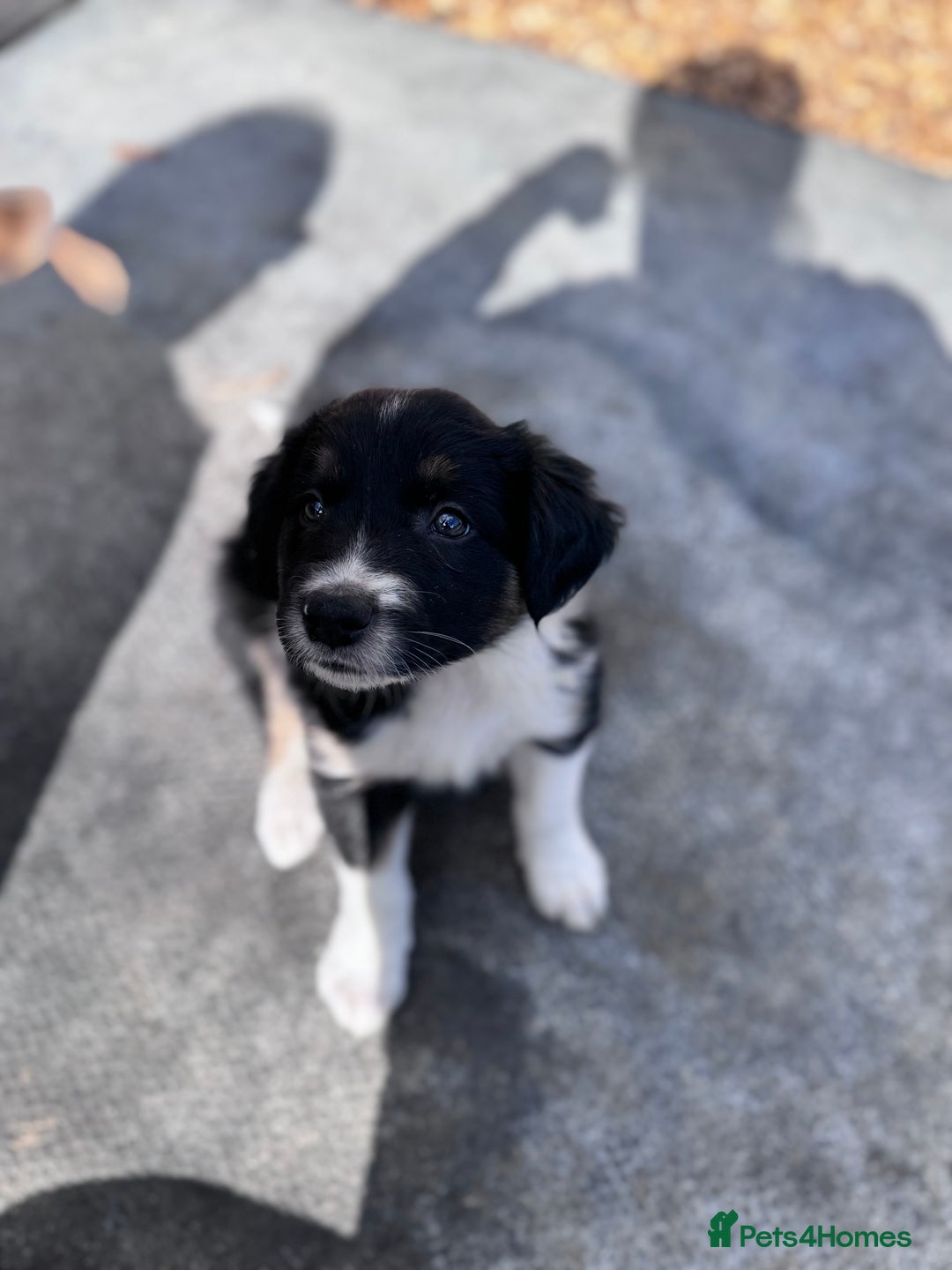 Border Collie dogs for sale: Beautiful working/Pet Collie pups - Image 9