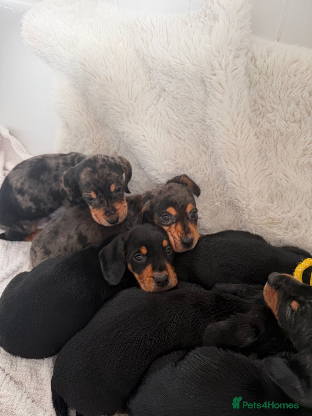 Mixed Breed dogs for sale: Docker dachshund ** paniel puppies  - Image 7
