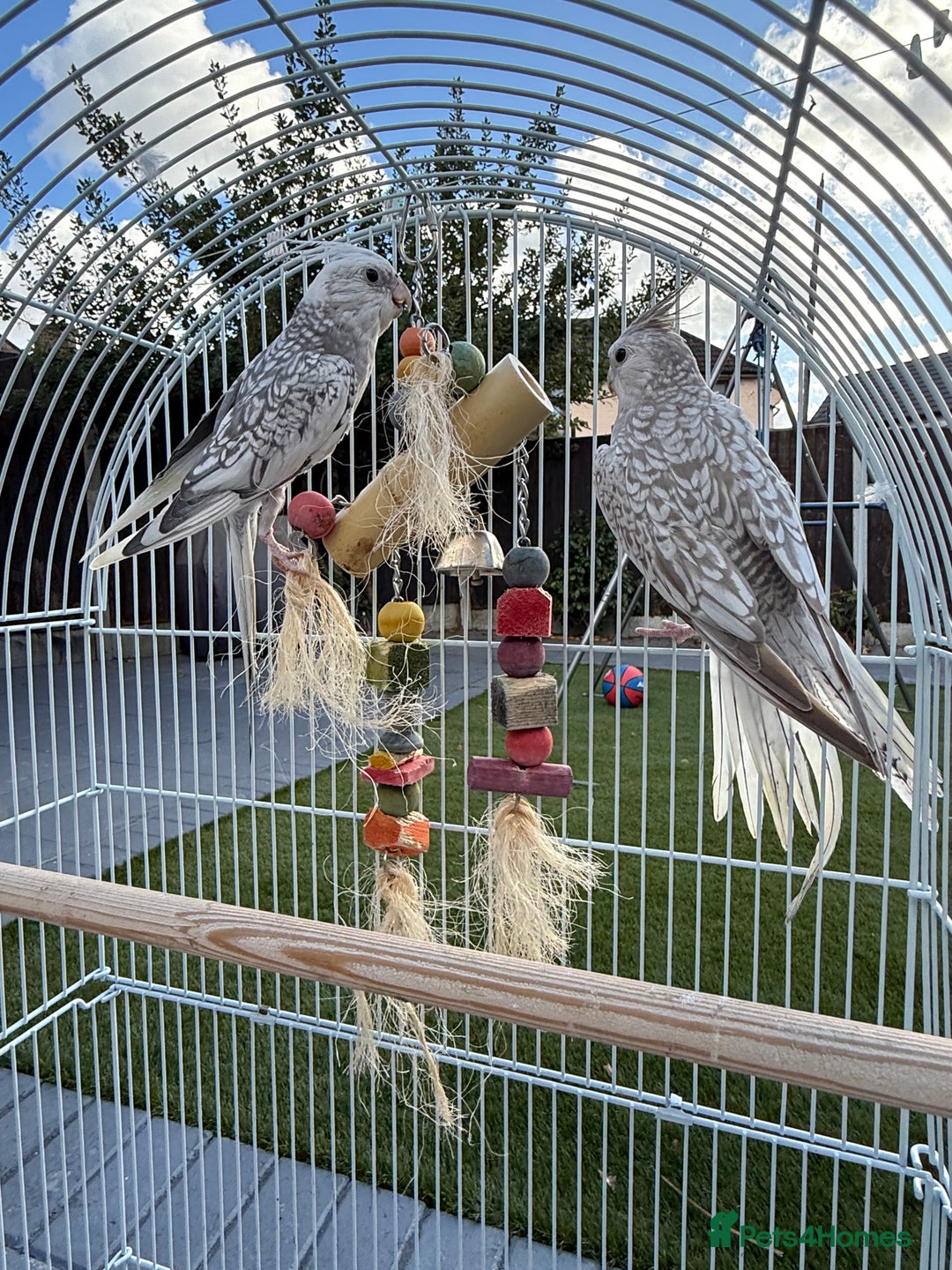 Cockatiels birds for sale: Pair of cockatiels with cage  - Image 1