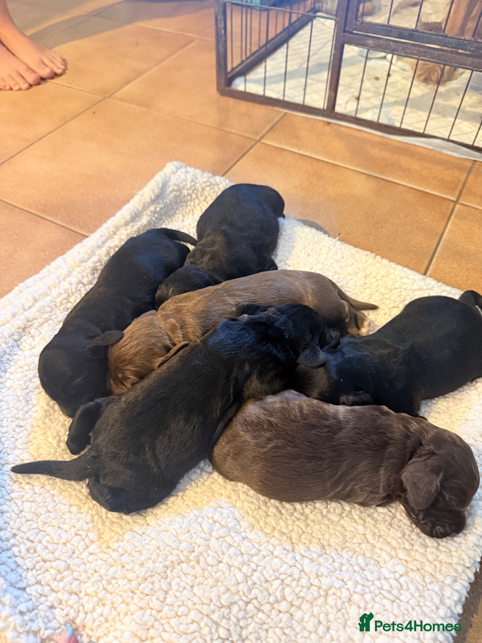 Cocker Spaniel dogs 6 beautiful little boys for sale  - Advert 1