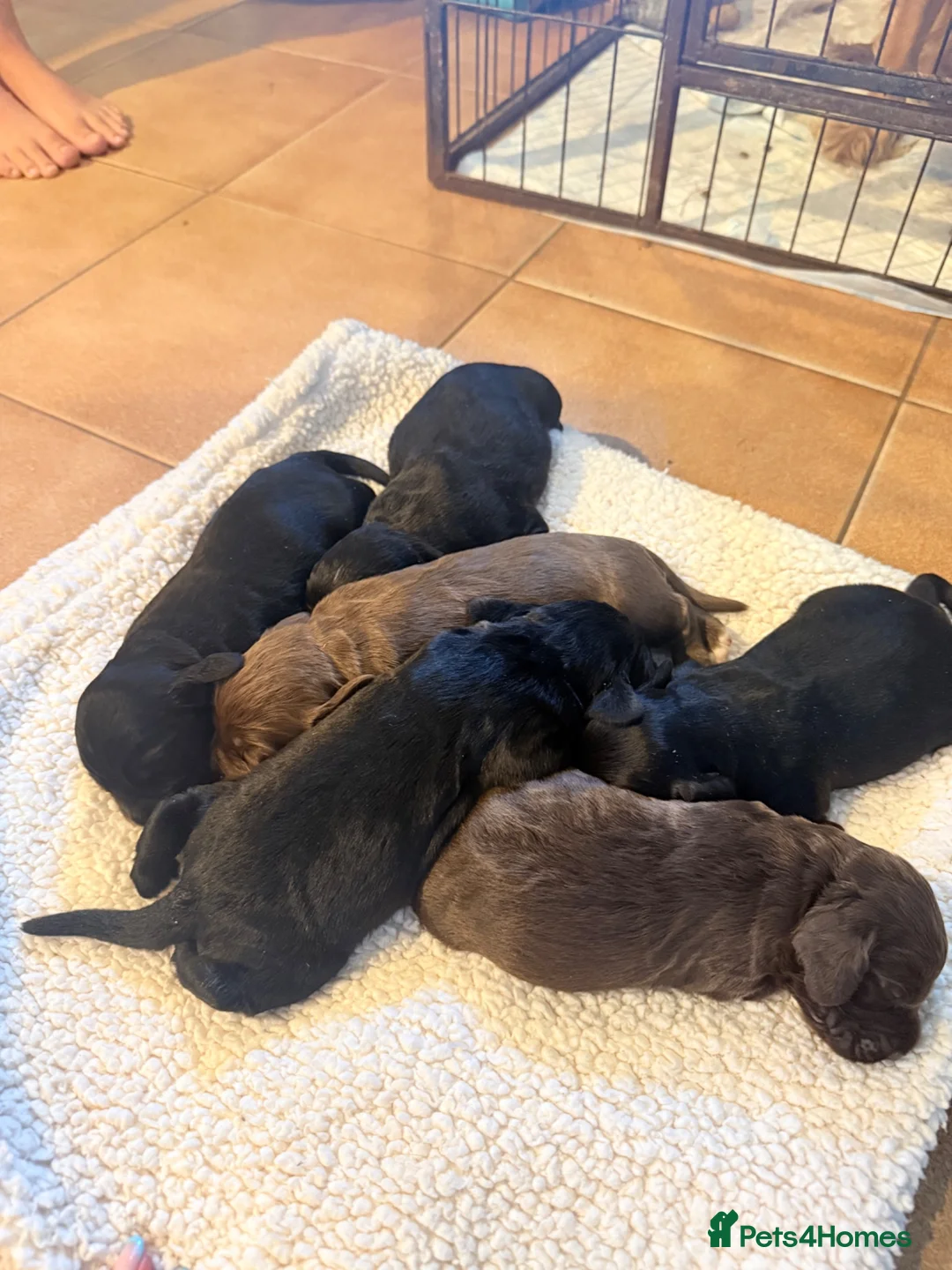 Cocker Spaniel dogs for sale: 6 beautiful little boys for sale  - Advert 3