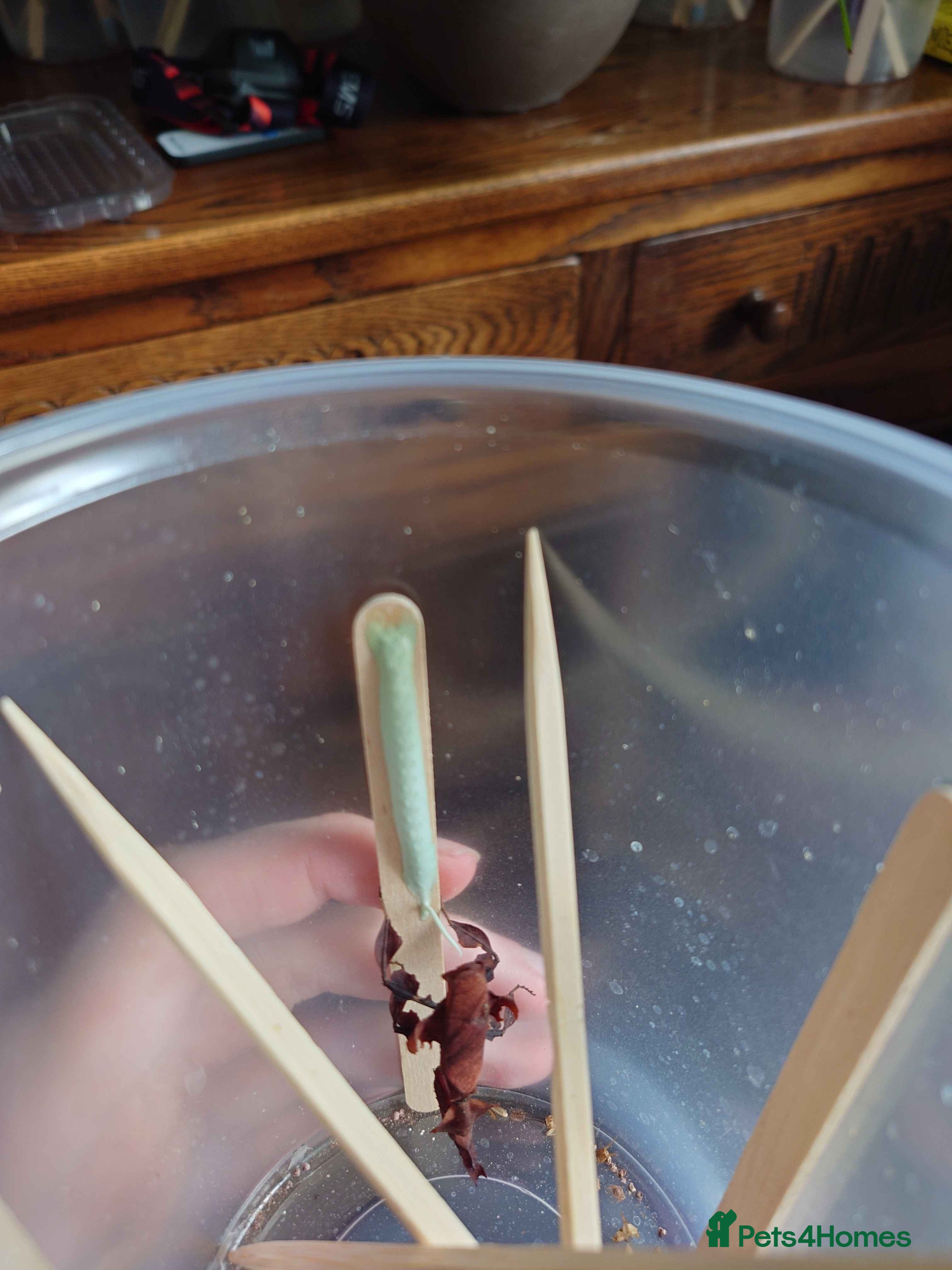 Praying Mantis invertebrates Ghost Mantis (phyllocrania paradoxa) ootheca - Advert 18