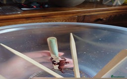 Praying Mantis invertebrates for sale: Ghost Mantis (phyllocrania paradoxa) ootheca  - Image 5