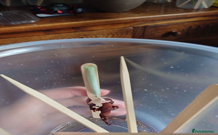 Praying Mantis invertebrates - Advert 4