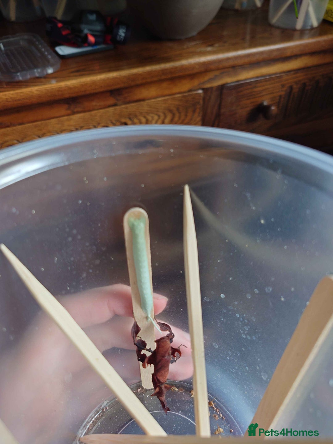 Praying Mantis invertebrates for sale: Ghost Mantis (phyllocrania paradoxa) ootheca  - Image 5