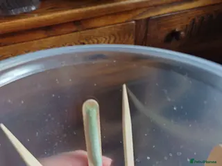 Praying Mantis invertebrates Ghost Mantis (phyllocrania paradoxa) ootheca - Advert 3