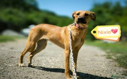 Mixed Breed dogs for adoption: 💖🐶 NIXIE 🐶💖 - Image 12