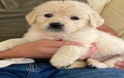 Golden Retriever dogs for sale: Fabulous golden retriever puppies  - Image 26