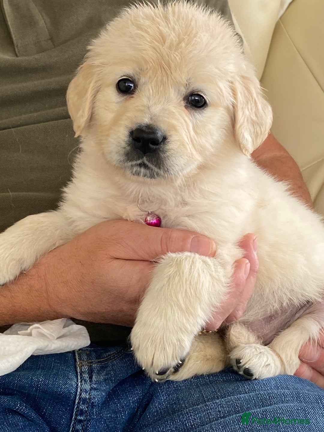 Golden Retriever dogs for sale: Fabulous golden retriever puppies  - Image 26