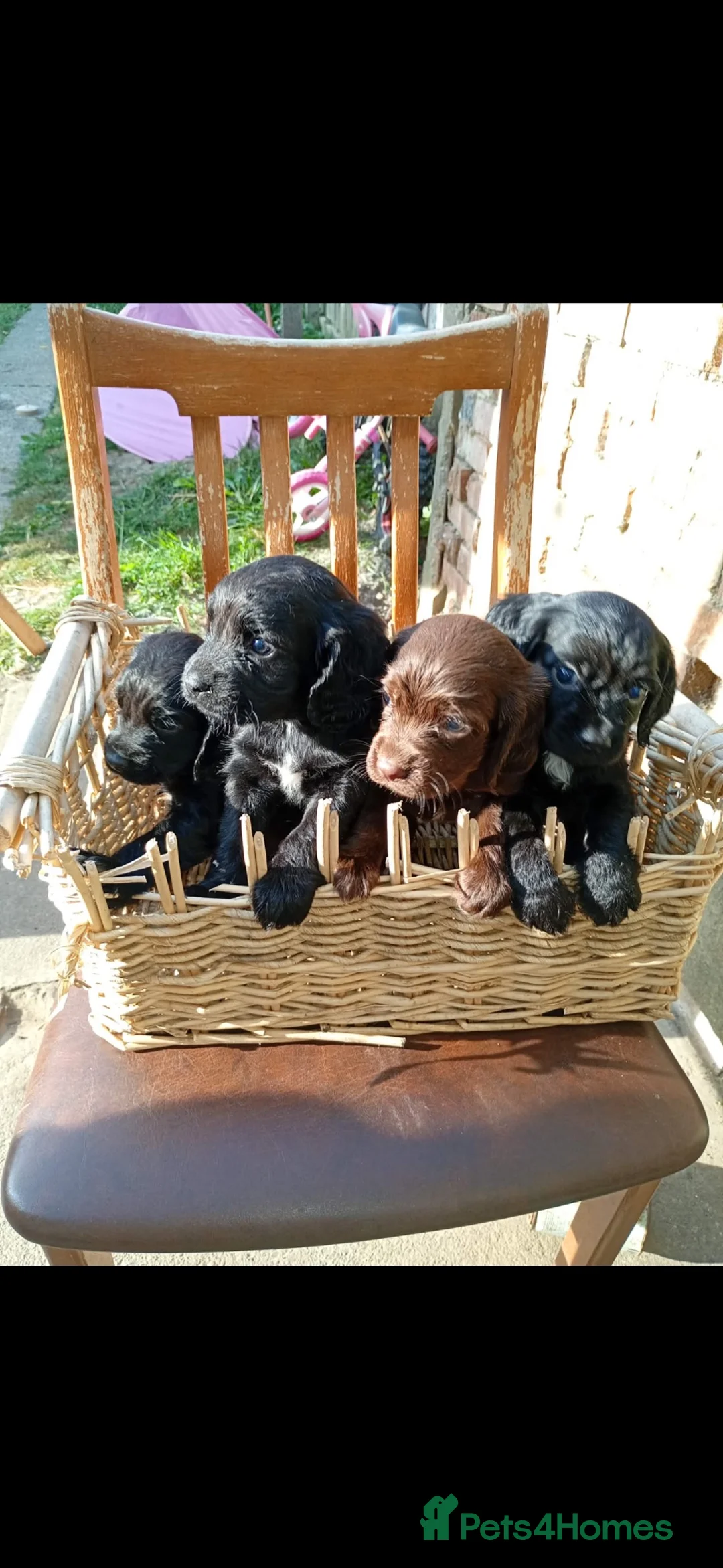 Cocker Spaniel dogs for sale: cocker spaniel pups  - Advert 10