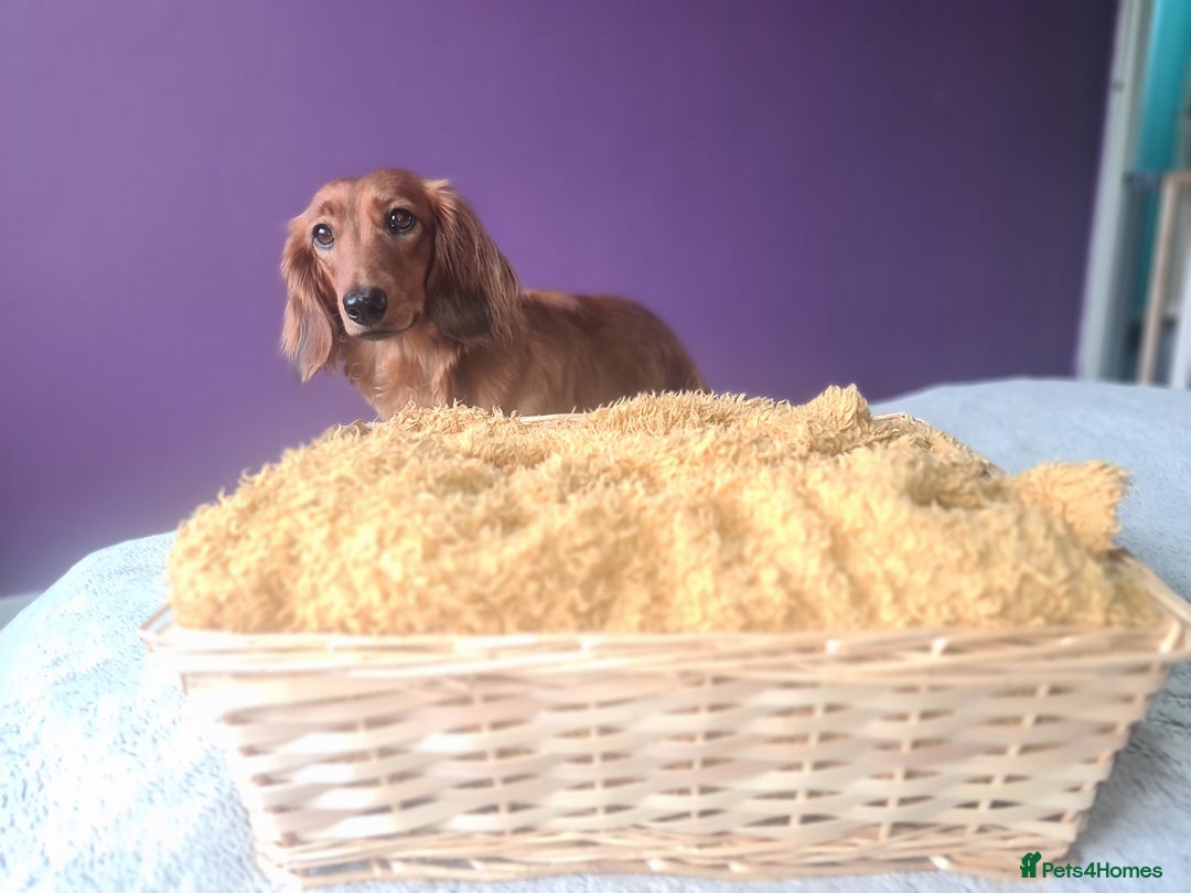 Dachshund dogs for sale: 5 beautiful long-haired Dachshunds pupps - Image 24