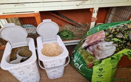 Mini Lop rabbits for sale: Mini lops for sale  - Image 8