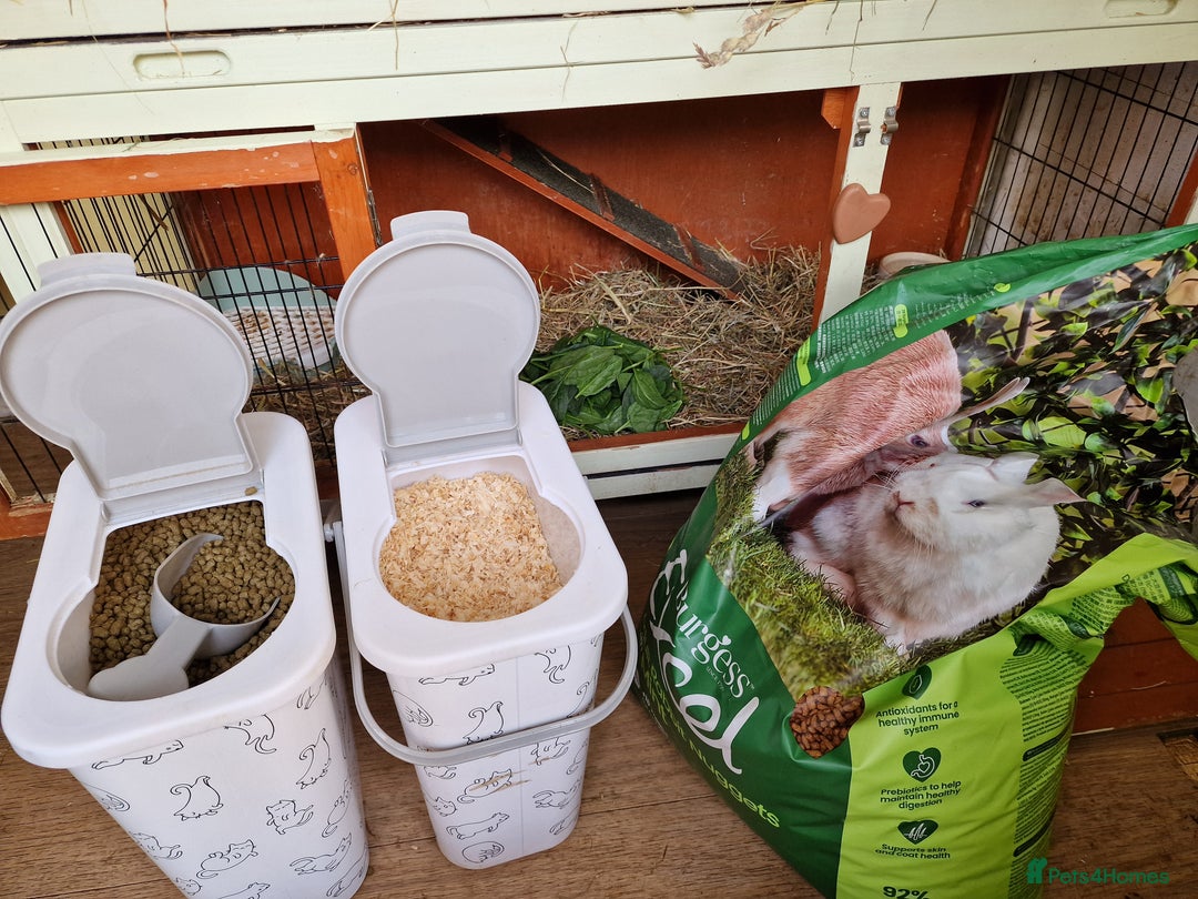 Mini Lop rabbits for sale: Mini lops for sale  - Image 8