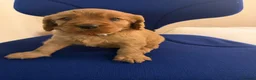 Cavapoo dogs for sale: Beautiful Cavapoo Puppy in London - Advert 2