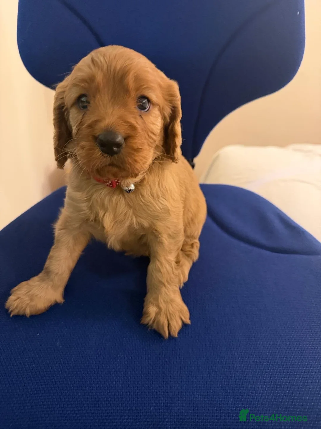 Cavapoo dogs for sale: Beautiful Cavapoo Puppy in London - Advert 2