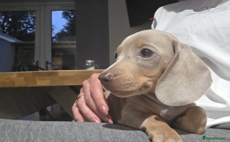 Miniature Dachshund dogs - Advert 5