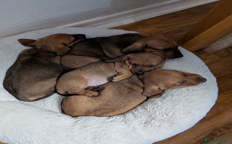 Dachshund dogs - Advert 12