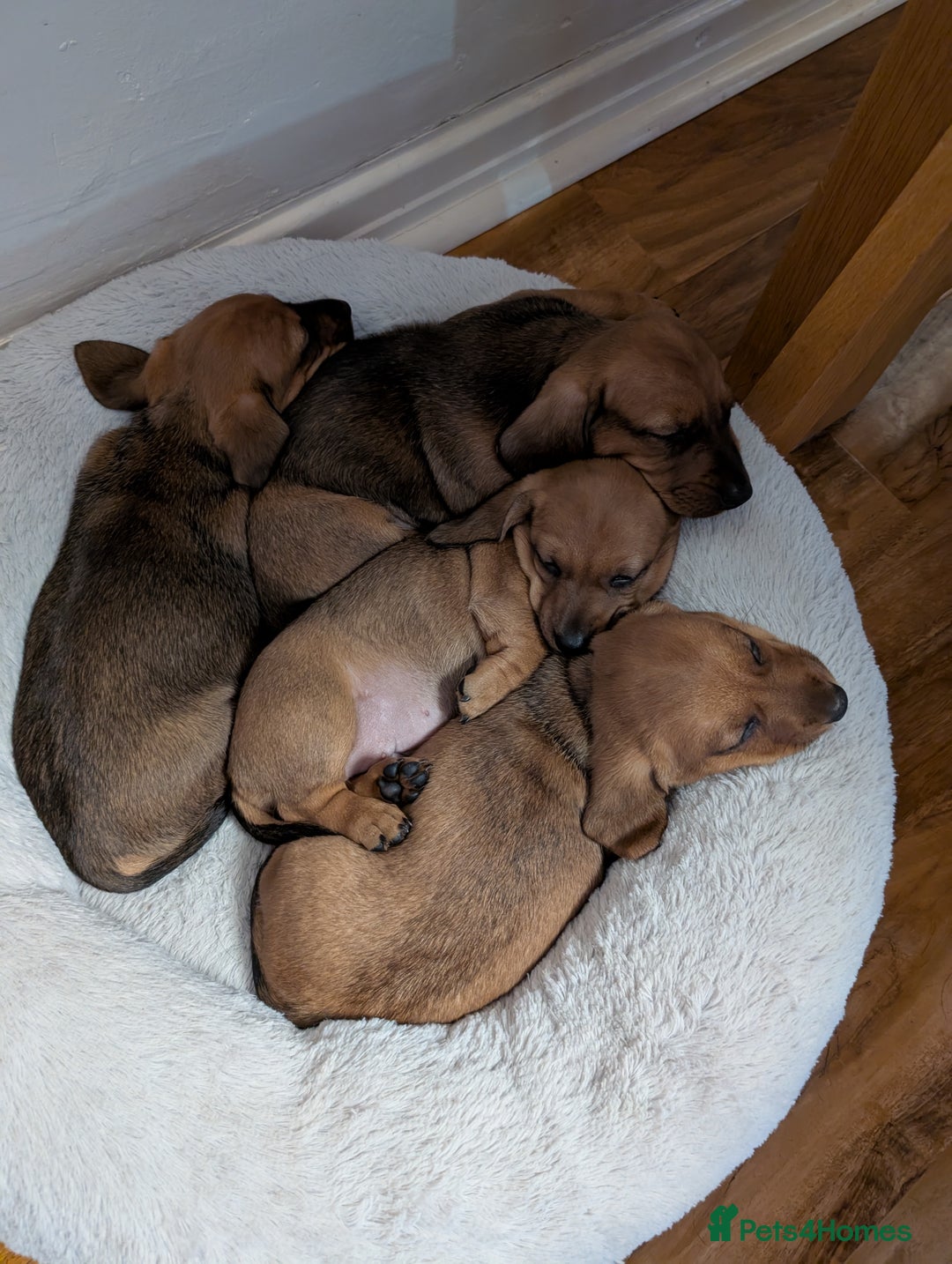 Dachshund dogs for sale: Three Miniature Dachshund puppies ready for sale  - Image 1