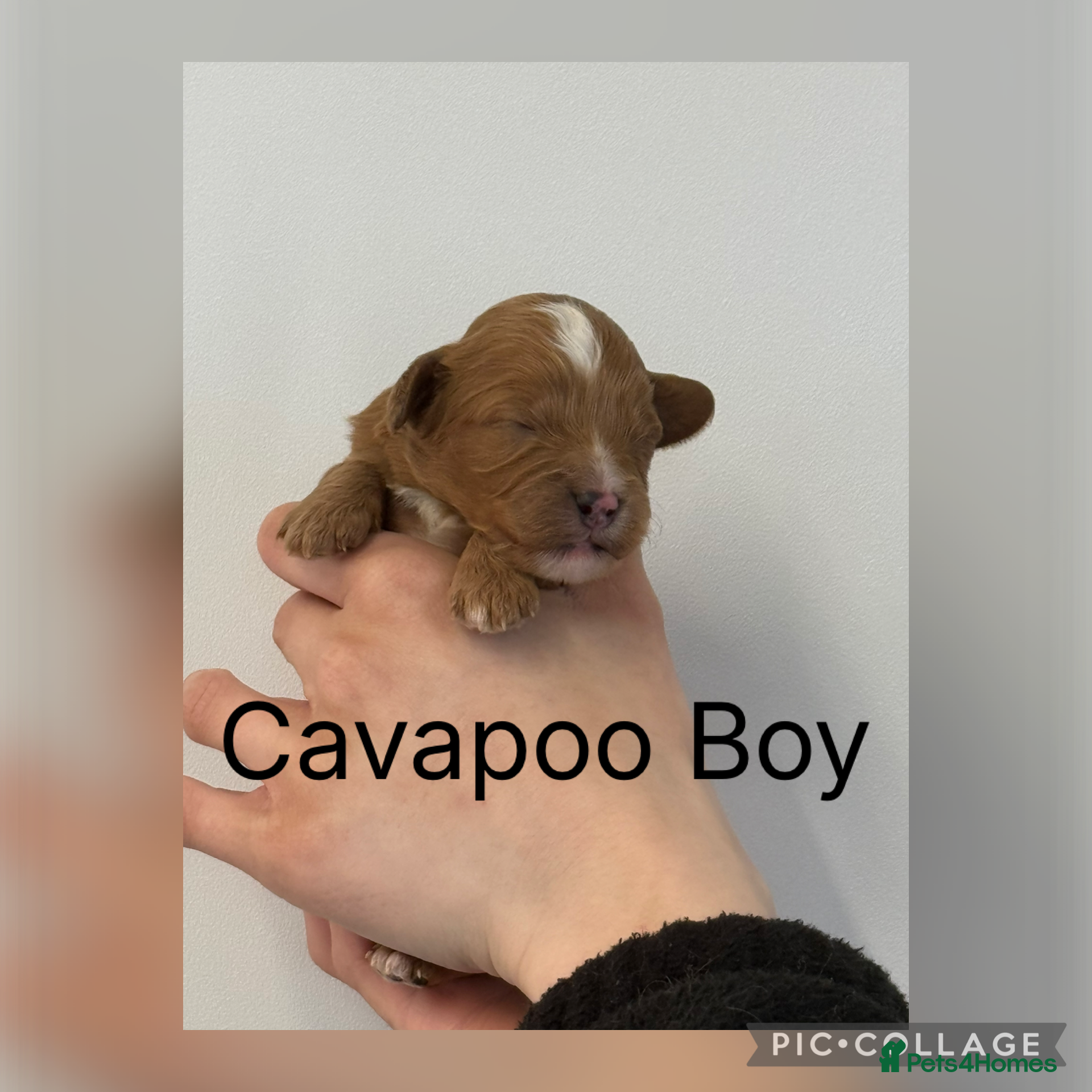 Cavapoo dogs Stunning F1 Red Cavapoo’s  - Advert 2