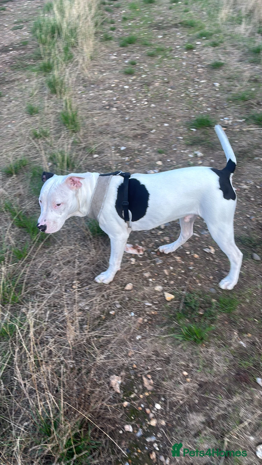 Mixed Breed dogs for sale: Adoption for 7 month puppy in Rickmansworth - Advert 1