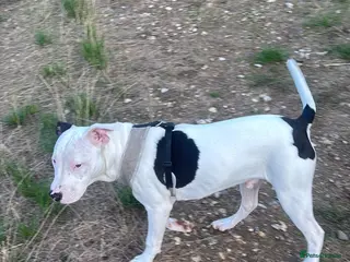 Mixed Breed dogs Adoption for 7 month puppy - Advert 9