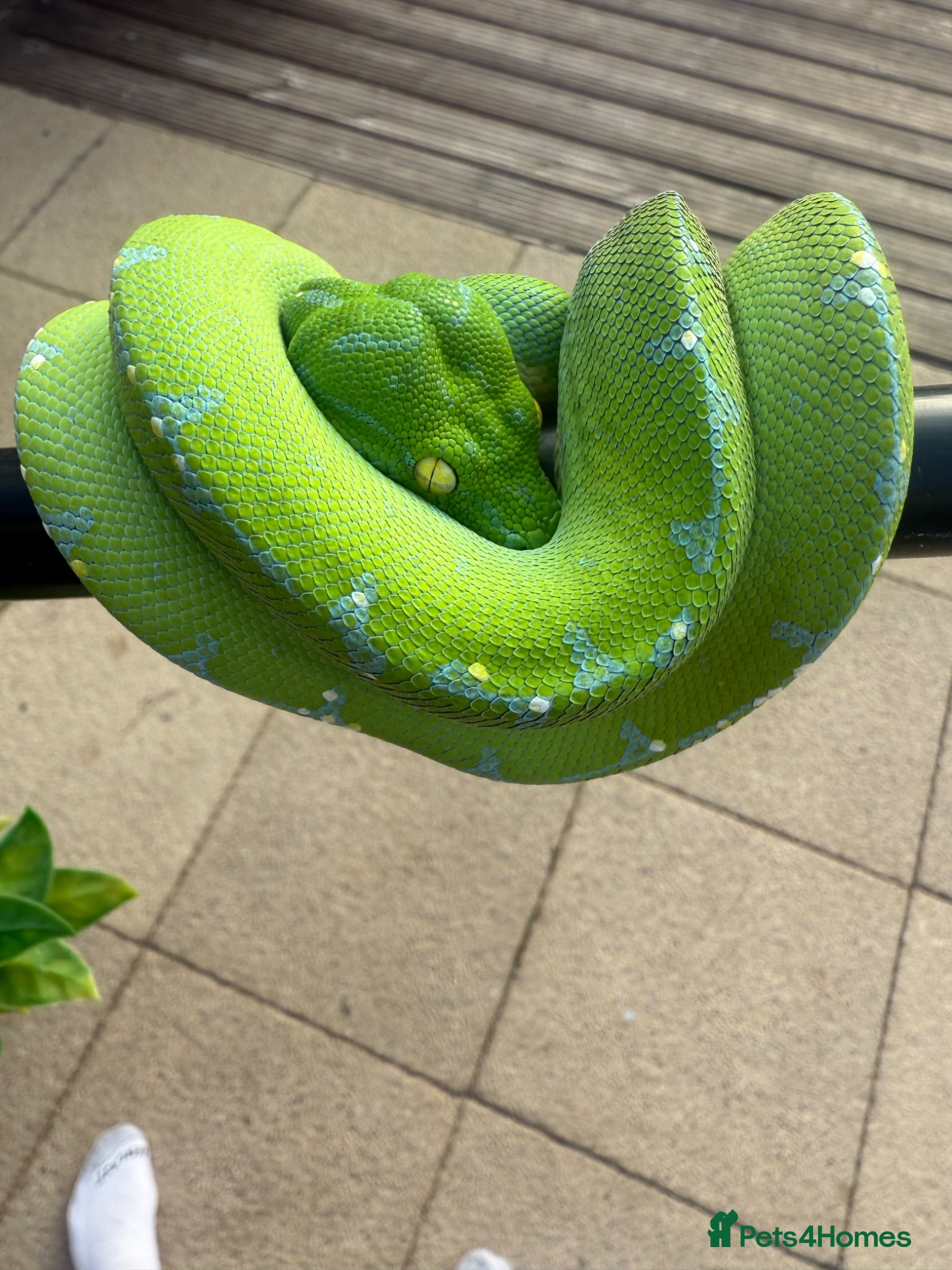 Snake reptiles Sorong green tree python  - Advert 4