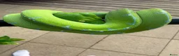 Snake reptiles for sale: Sorong green tree python  - Advert 1