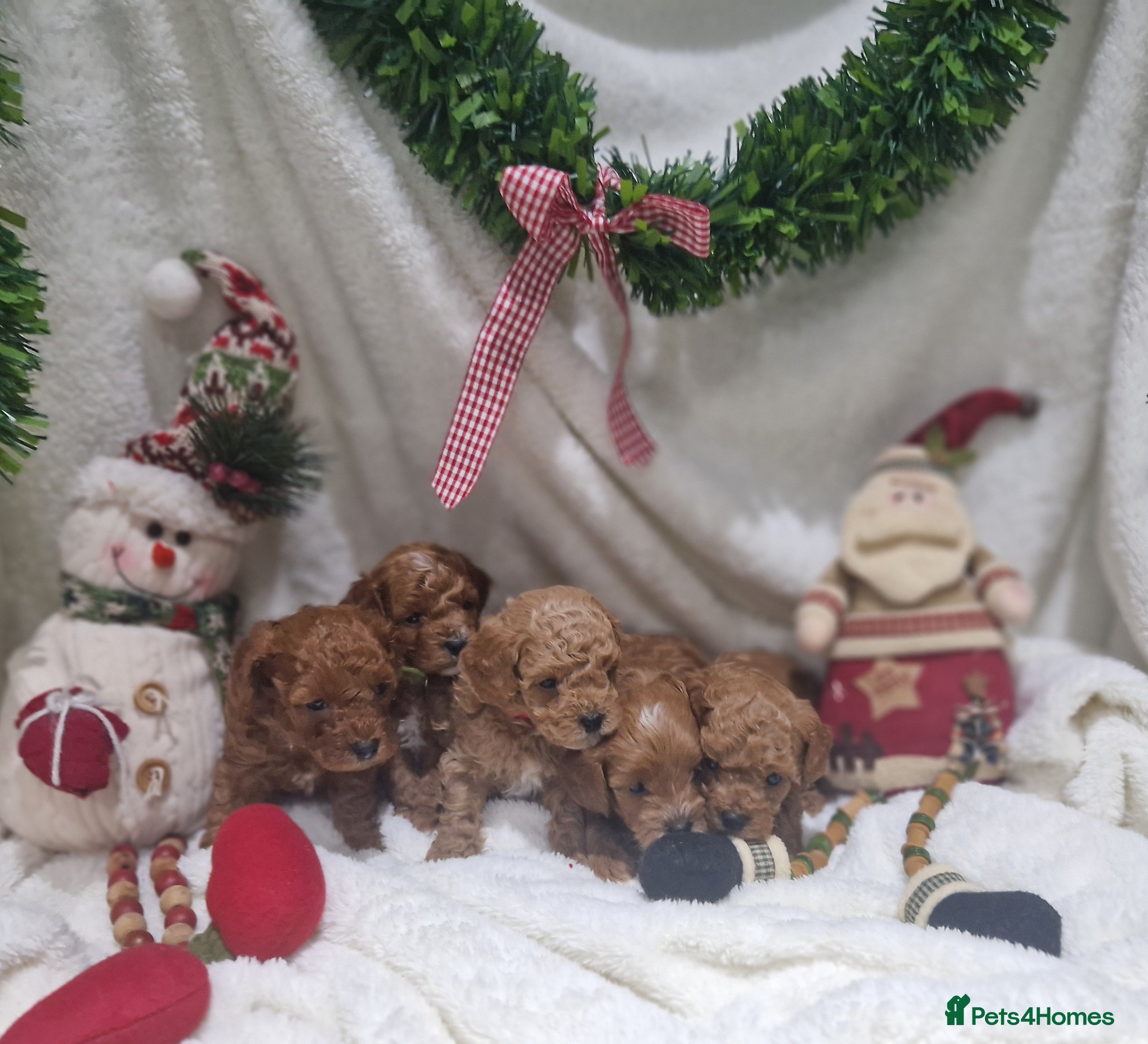 Cavapoo dogs  1 boy remaining. Health tested stunning cavapoos - Advert 6