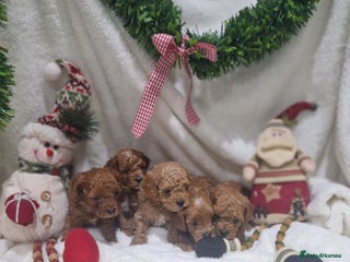 Cavapoo dogs Health tested stunning cavapoos - Advert 7