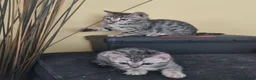 Bengal cats for sale: Rare Bengal kittens  - Advert 1