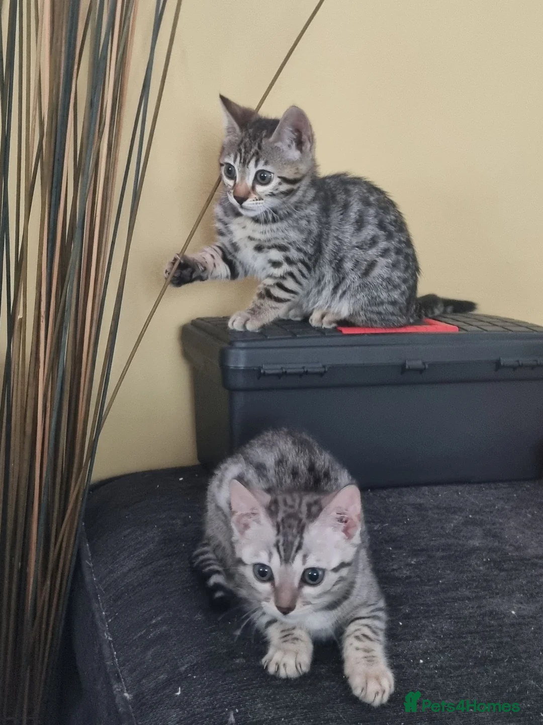 Bengal cats for sale: Rare Bengal kittens  - Advert 1