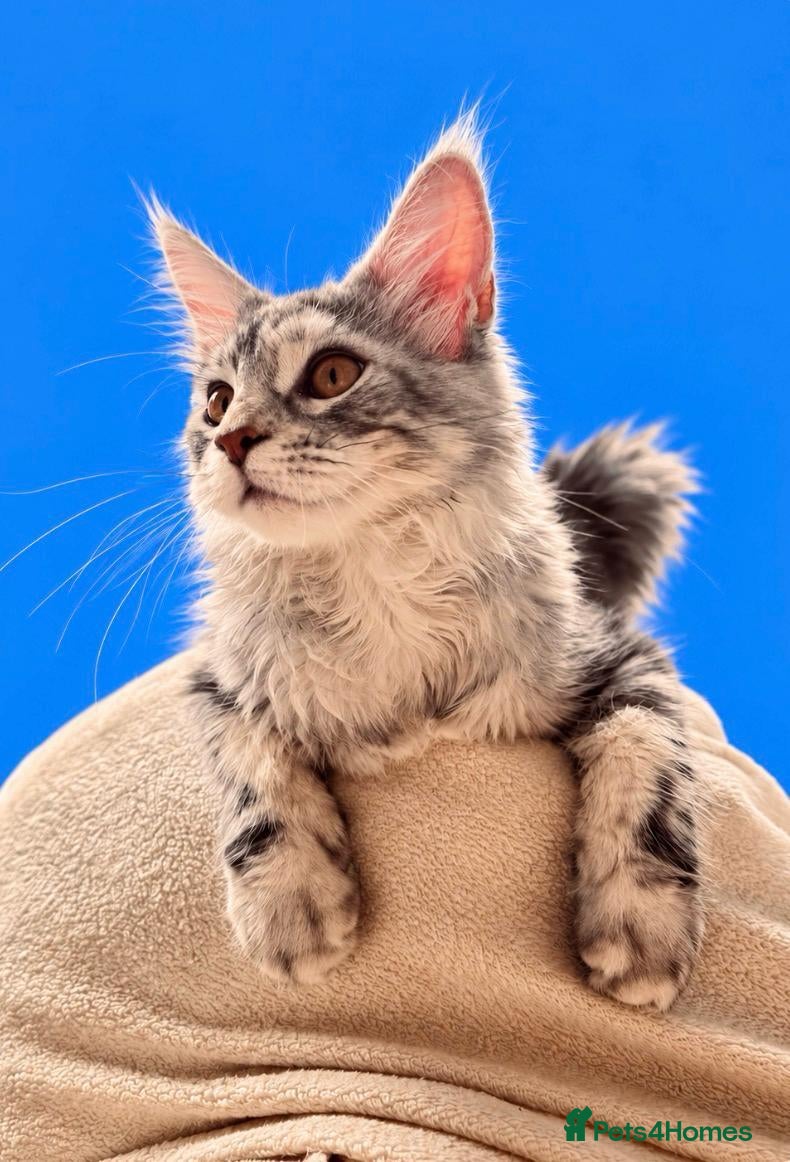 Maine Coon cats 🩷 Stunning Silver Girl she is so cuddly 🩷 - Advert 2