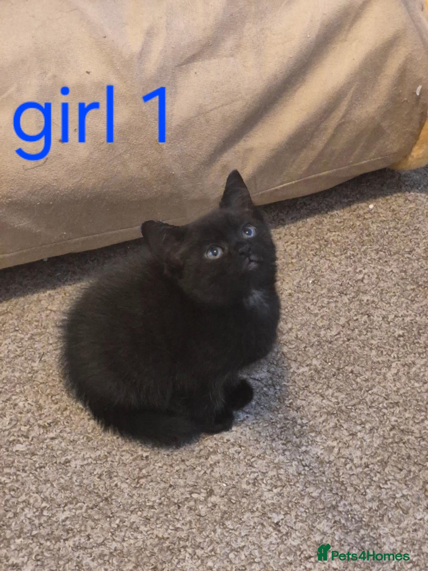 Mixed Breed cats Last kitten girl looking for loving family  - Advert 1