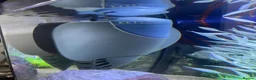 Rainbow Fish fish for sale: Fish Tank Aquarium  in Oldham - Advert 4