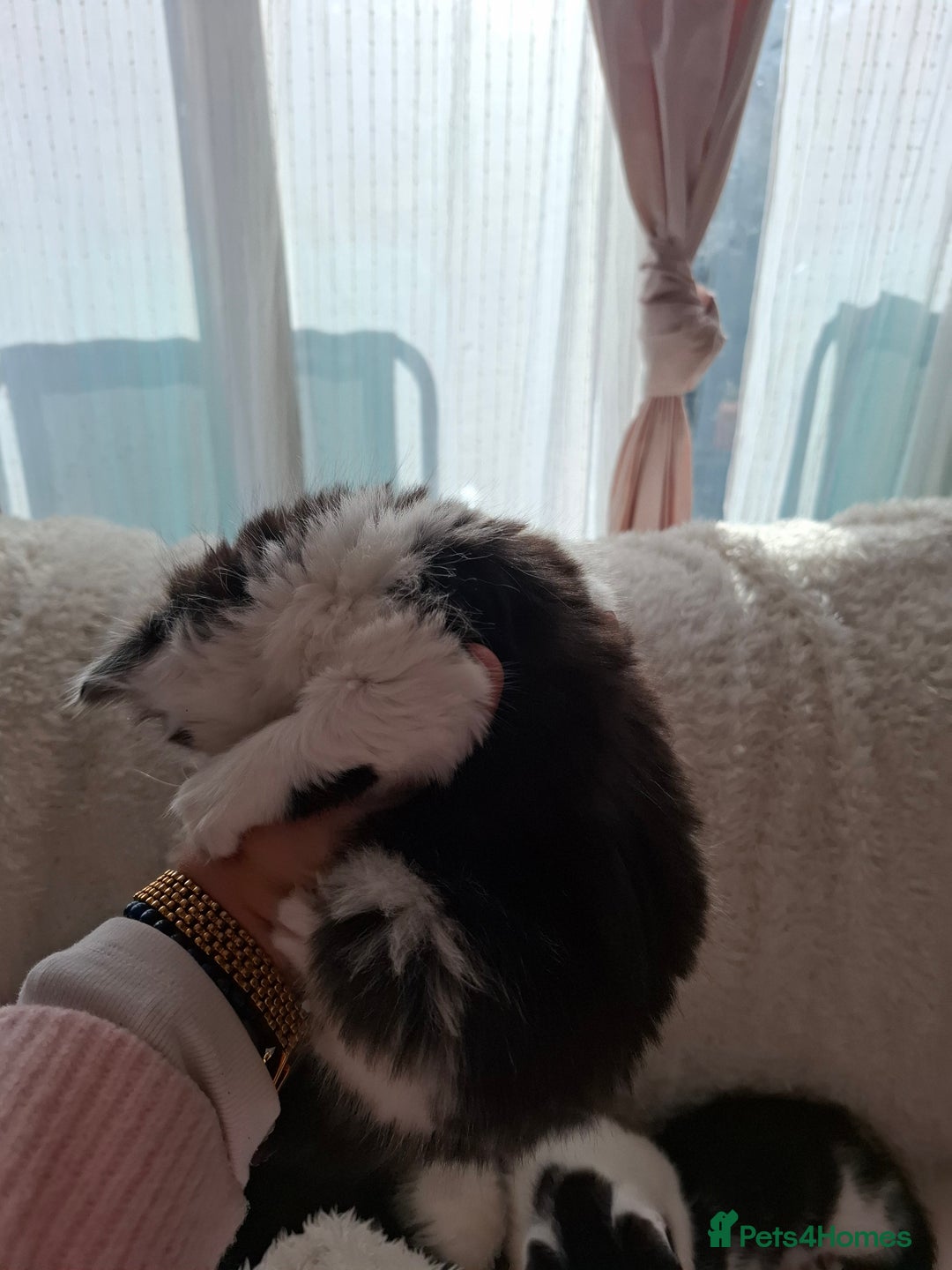 Mixed Breed cats for sale: Tabby/British short hair - Advert 32