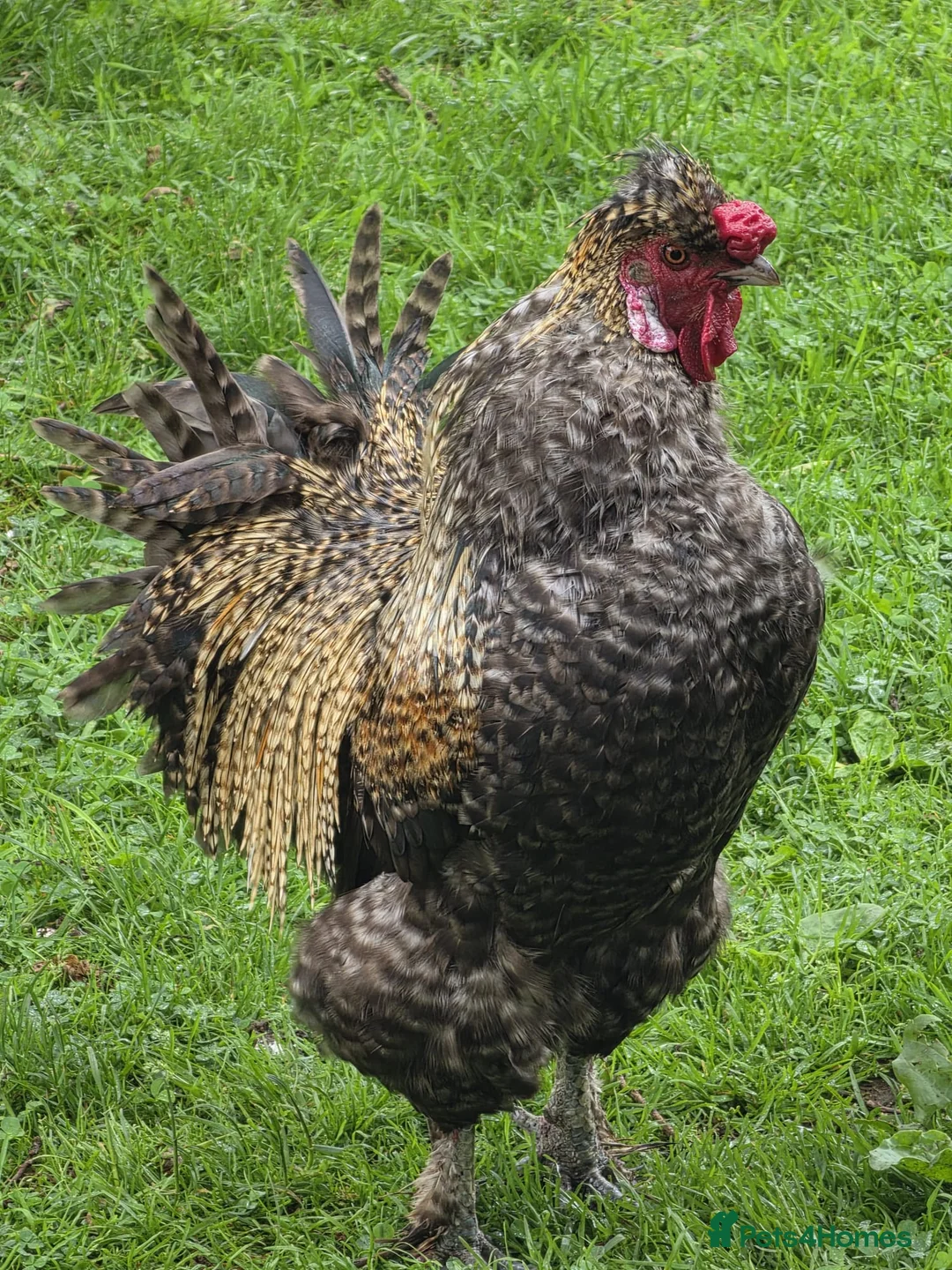 Chickens poultry for sale: Silkie Rooster in Newtownabbey - Advert 5