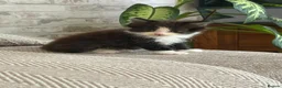 Mixed Breed cats for sale: Ragdoll X 2 longhair Blk and white ready now  - Advert 12