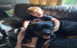 Rottweiler dogs for sale: Rottweiler  - Advert 8