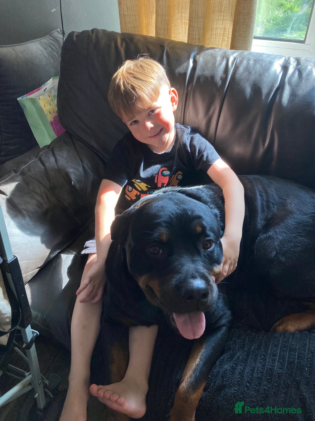 Rottweiler dogs for sale: Rottweiler  - Advert 8