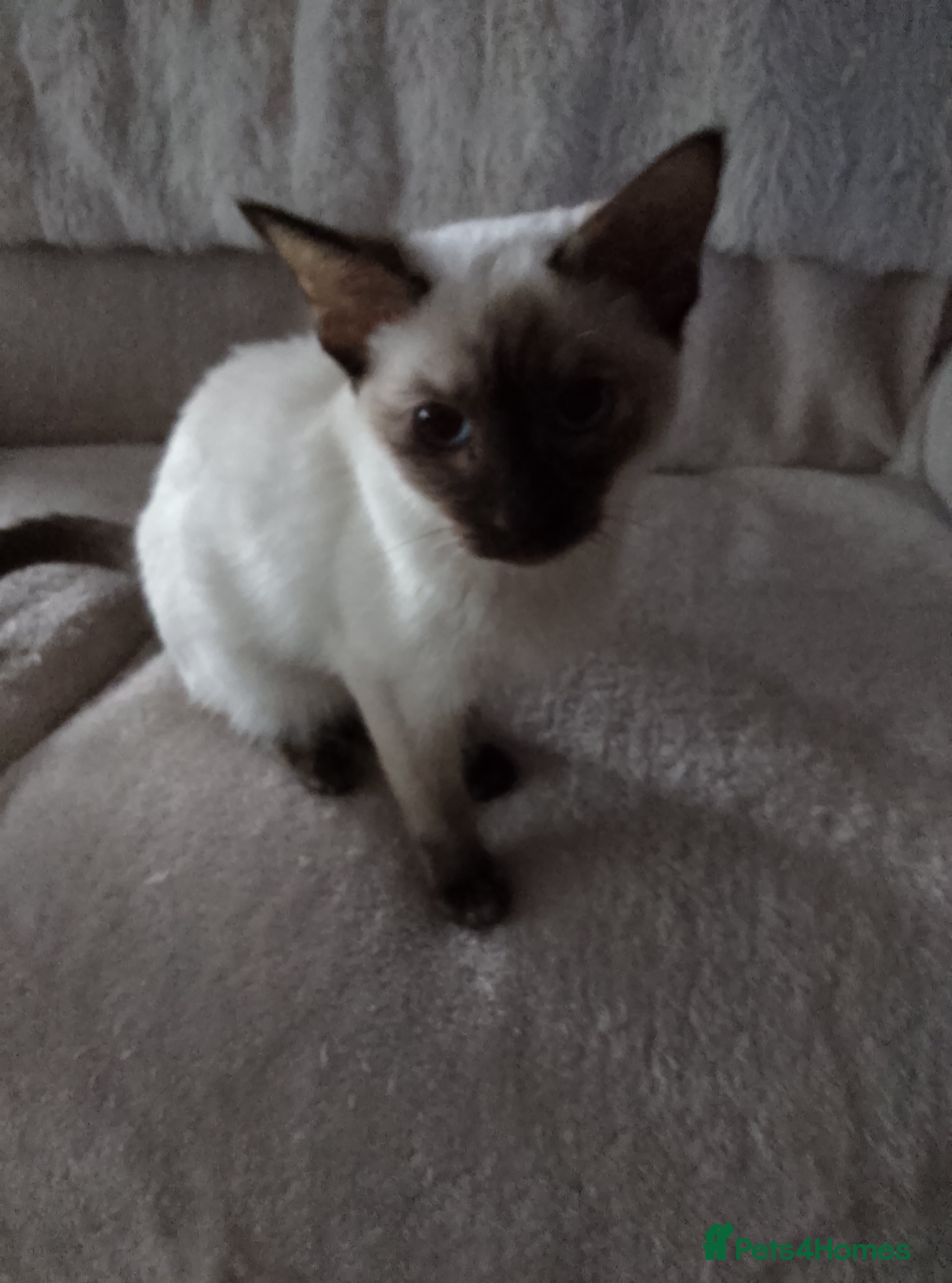 Ragamese cats Beautiful Chocolate Tortie Ragamese Girl - Advert 1