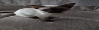 Ragamese Kitten 1