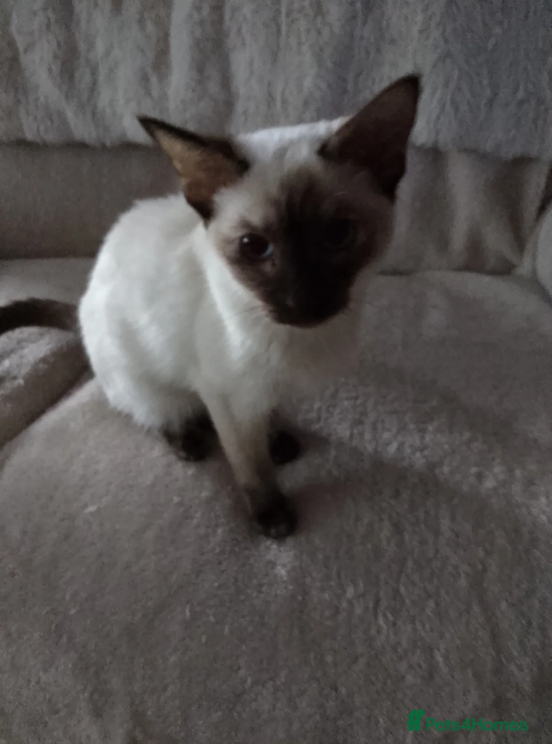 Ragamese cats for sale: Beautiful Chocolate Tortie Ragamese Girl - Advert 2