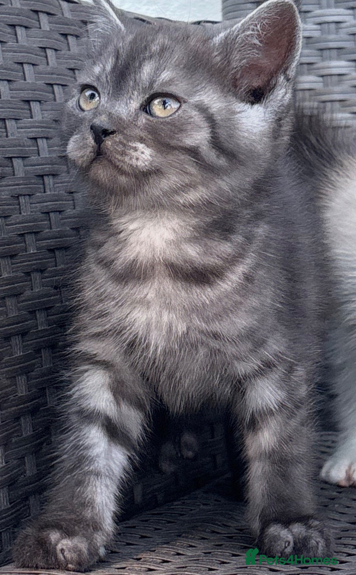 Scottish Fold cats Scottish fold x BSH - Advert 2