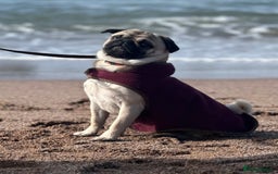 Pug dogs for stud: Brian the ultimate pug for stud only  - Image 5