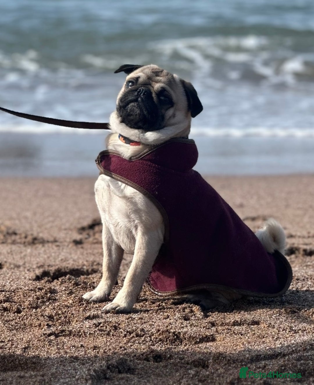 Pug dogs for stud: Brian the ultimate pug for stud only  - Image 5