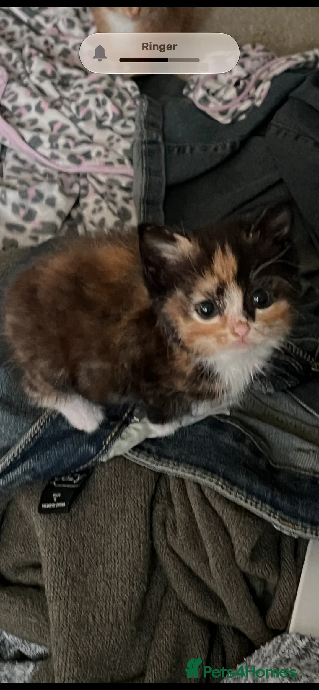 British Shorthair cats for sale: 3 ginger males and 3 dark females  - Advert 2