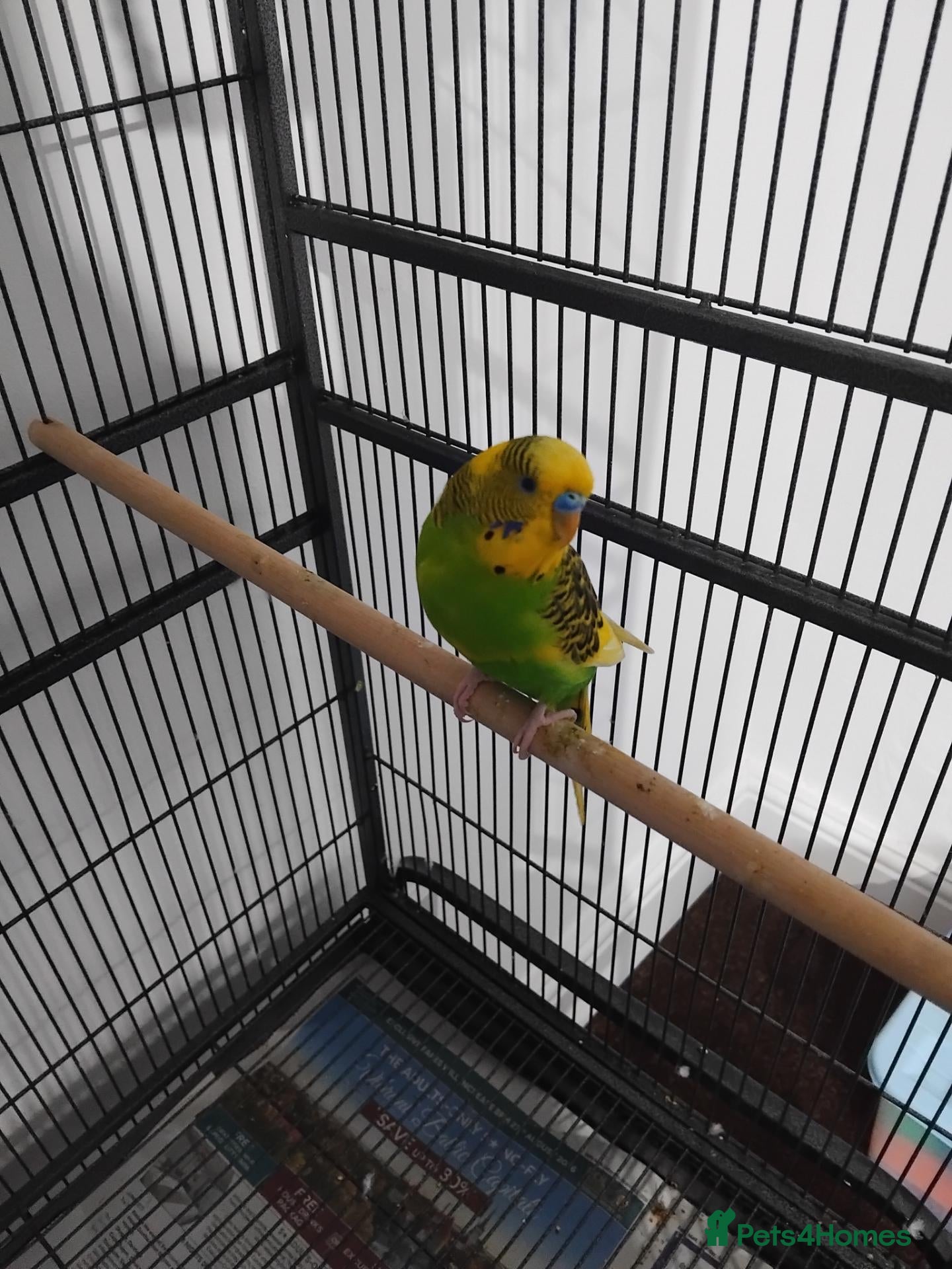 Budgerigars birds My beatiful budgies for sale to good home - Advert 2