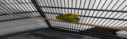 Budgerigars birds for sale: My beatiful budgies for sale to good home in Keighley - Advert 2